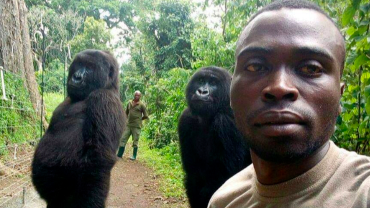 Gorily si udělaly selfie se strážci parku 4