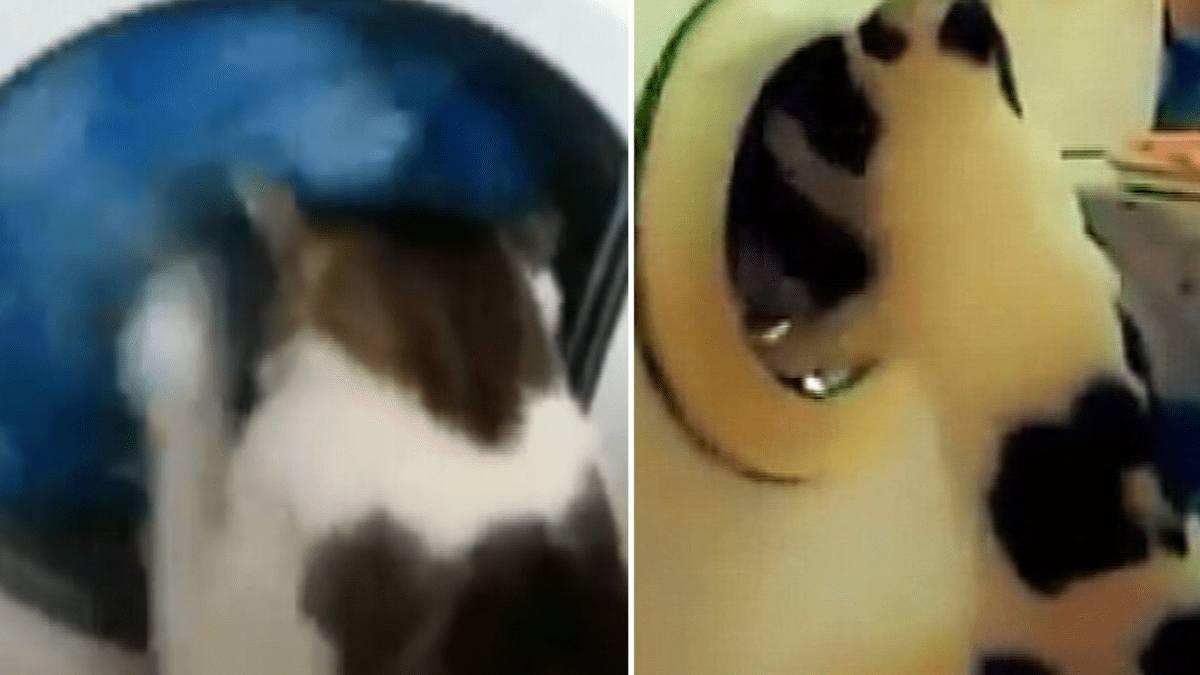 video Divácké zprávy: Kočky pračka opravdu baví. Ale jak ji zastavit?