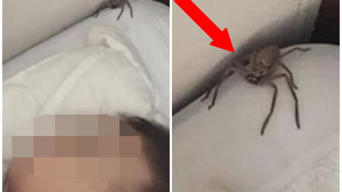 Děsivý pavouk leze nad hlavou kluka