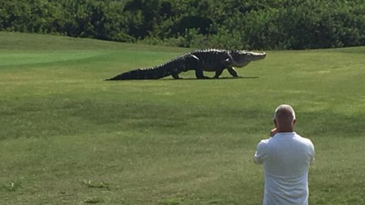 Po golfovém hřišti se procházel obrovský aligátor