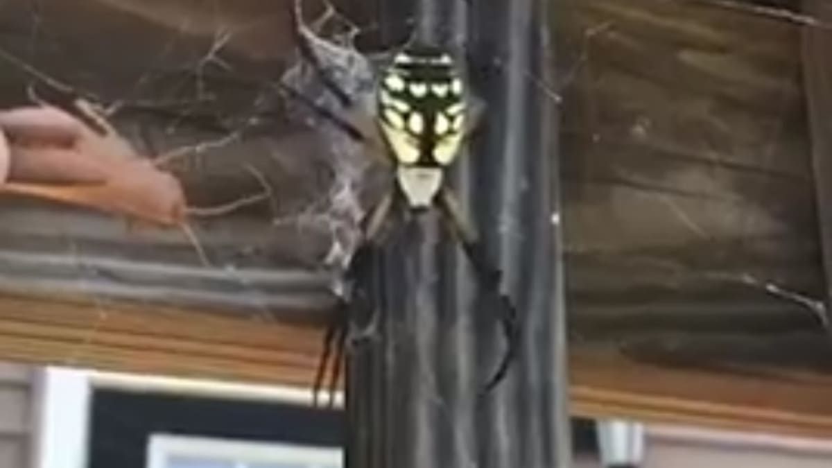 Záběry obřího pavouka, který útočí na kobylku. 1