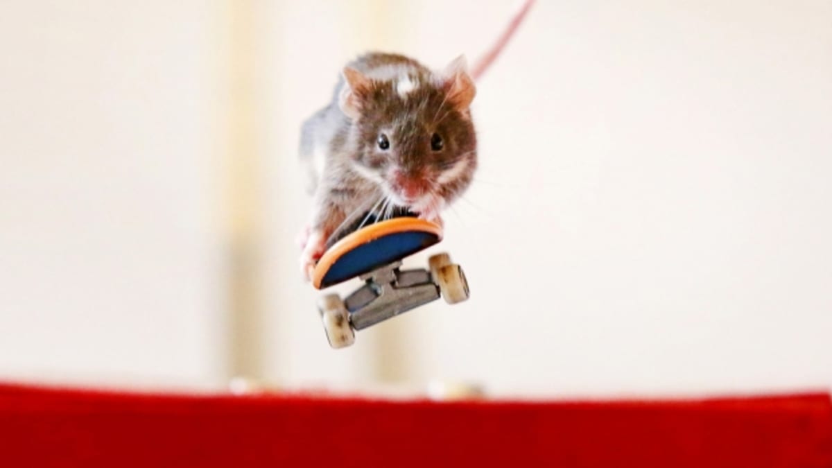 V Austrálii si to sviští myši na skateboardu... to koukáte, co?!