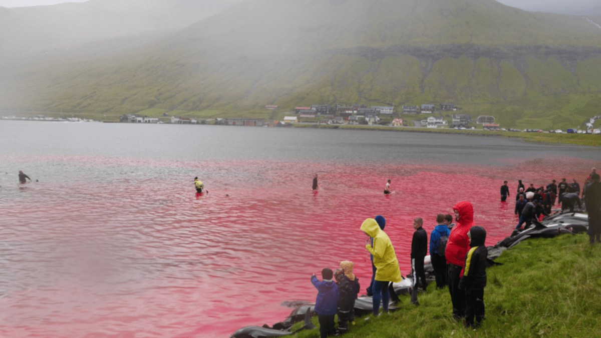 Krvavé moře po brutálním masakru delfínů