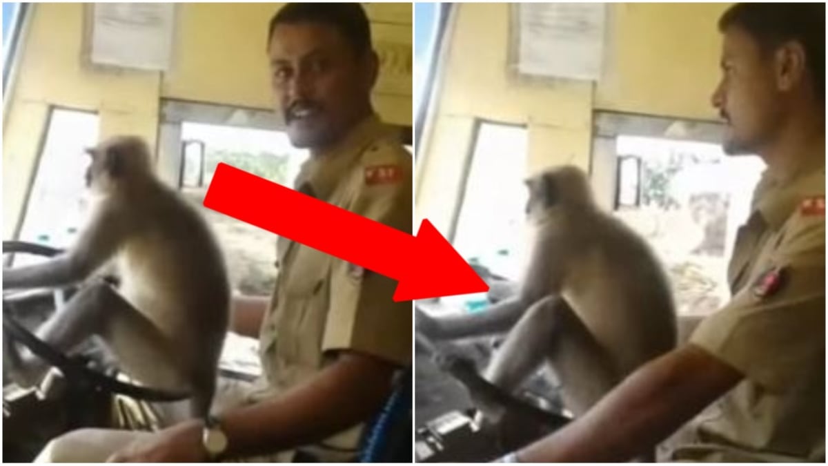V Indii řídila autobus opice 1