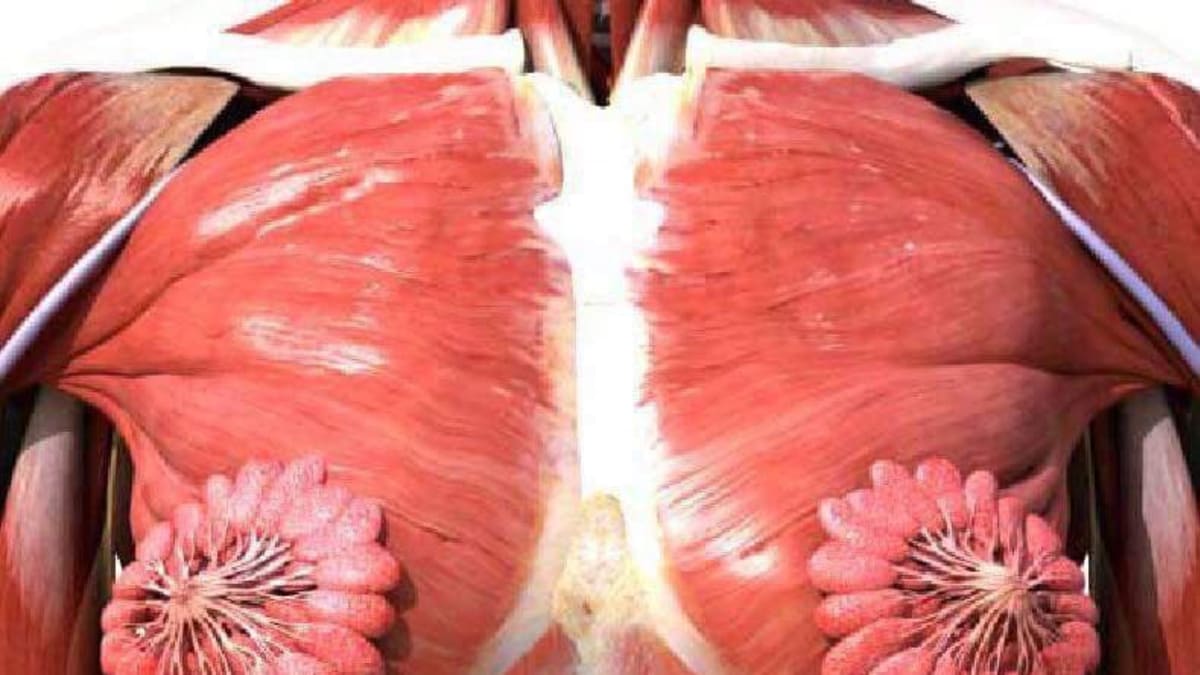 Obrázek ukazuje, jak vypadají mléčné žlázy v prsu 2