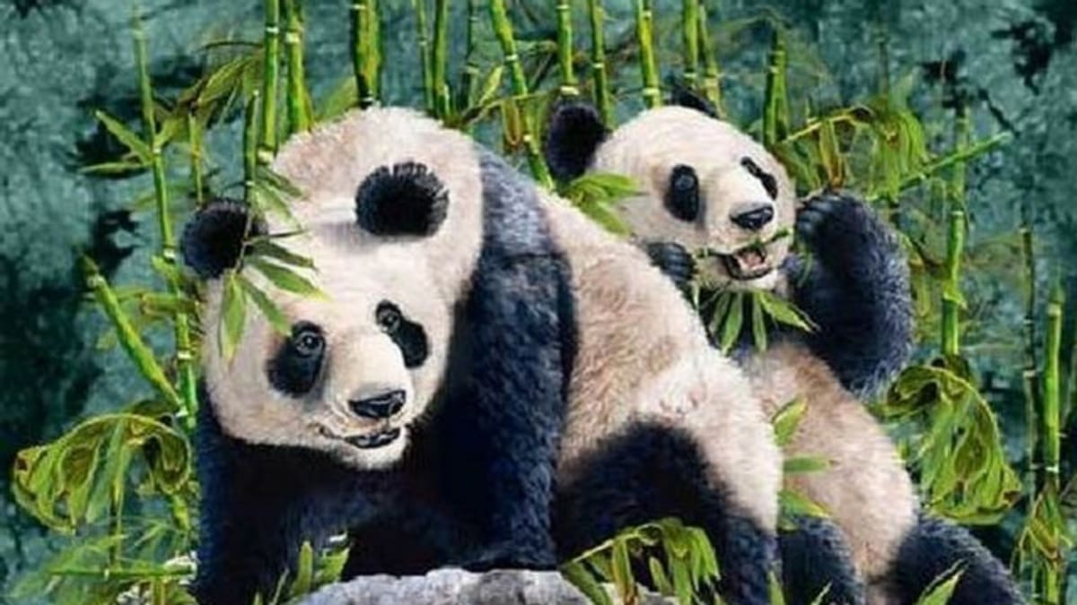 Optická hádanka - schované pandy 1