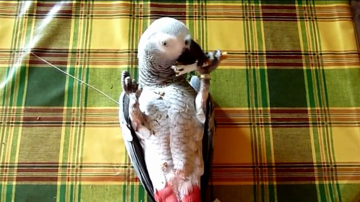 video Divácké zprávy: Papoušek má tabák na háku!