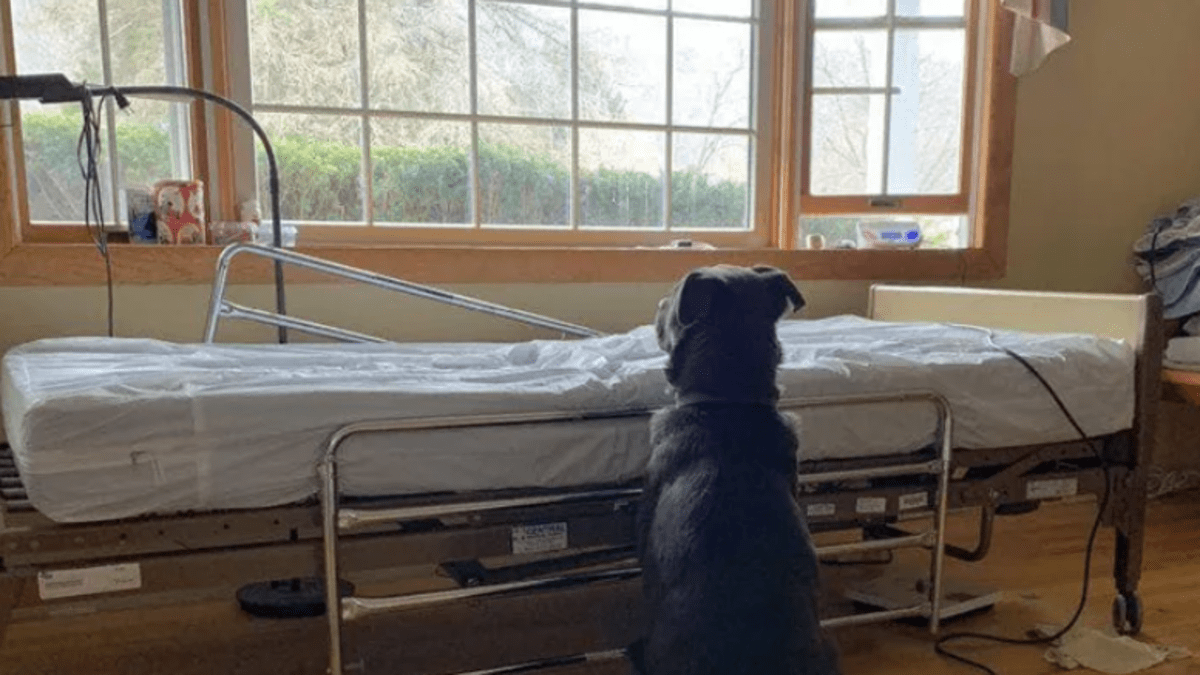 Pes čeká u nemocničního lůžka svého mrtvého páníčka