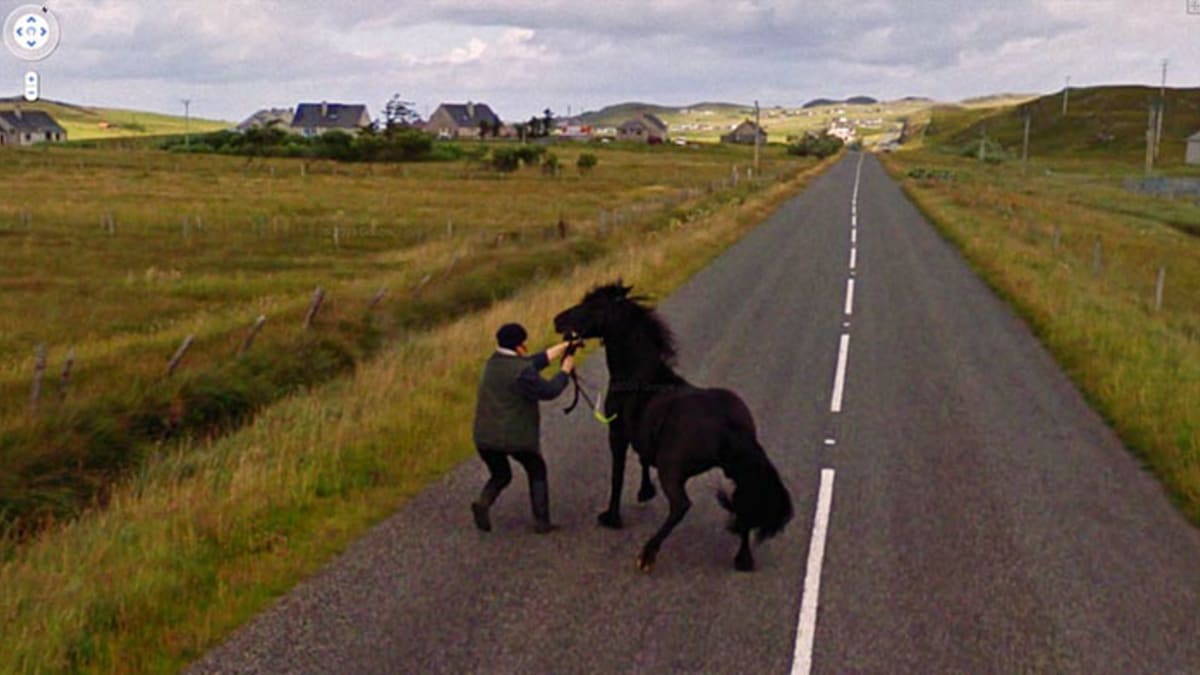 Vtipná zvířata na fotkách z Google Street View 12
