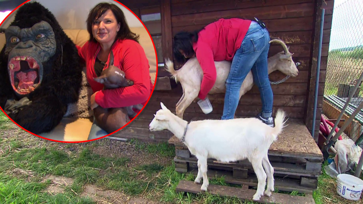 Video VIP zprávy: Šárka Rezková si po tragické smrti svého manžela pořídila nového partnera - a kozy!