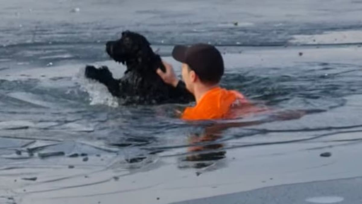 Záchrana psa v jezeře 1