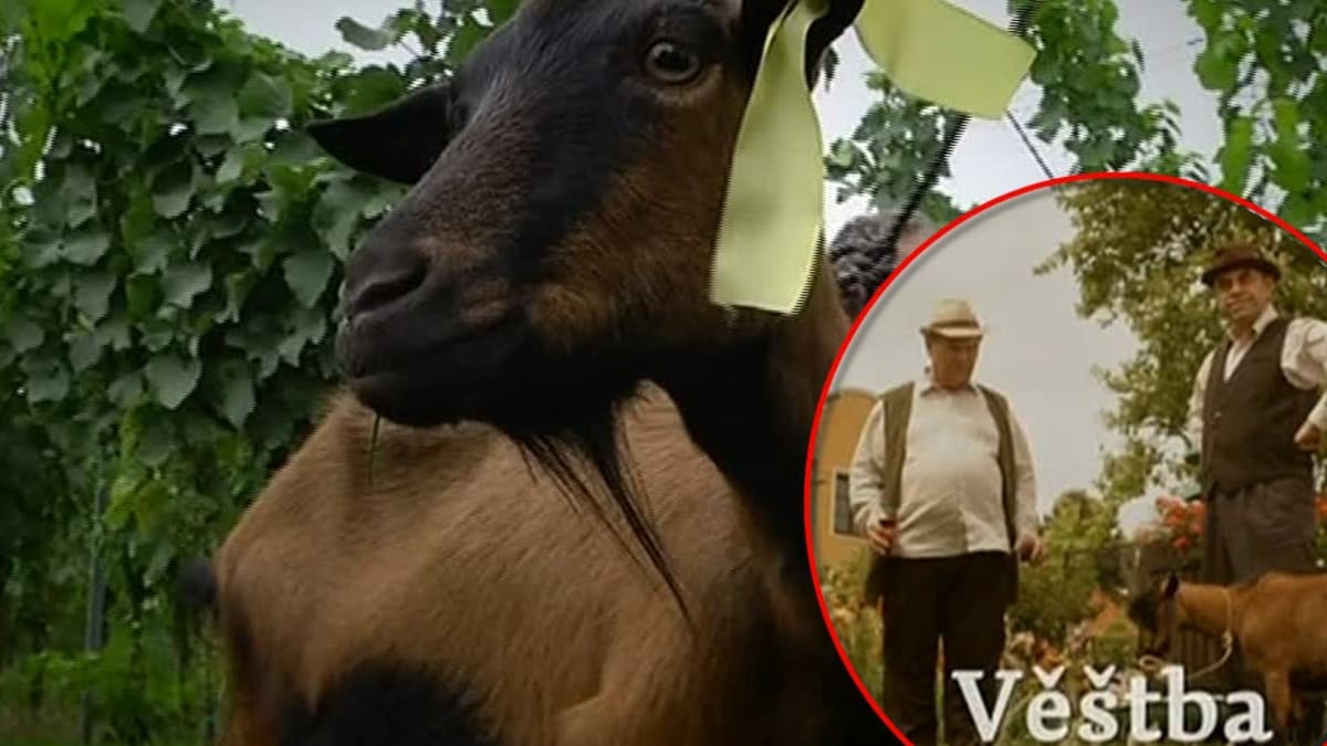 Video VIP zprávy: Tahle koza je zkušená herečka - je jí už 11 let a hrála v mnoha filmech