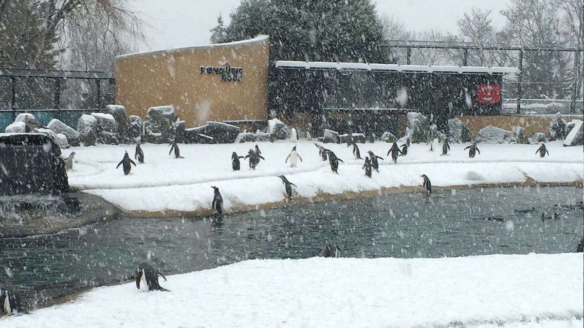 Tučňáci si užívají počasí
