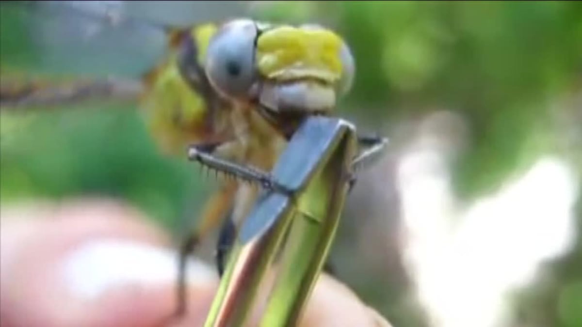 Video Divácké zprávy: Podívejte se, jak se taky dá nakrmit vážka!