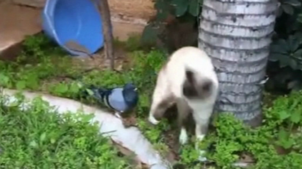 video Divácké zprávy: Holub laškuje s kočkou. Nebo naopak?