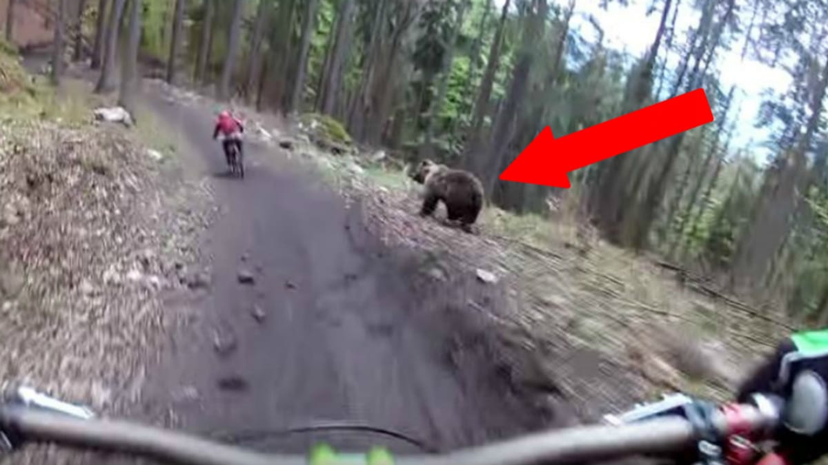 Medvěd si dal závod s cyklistou