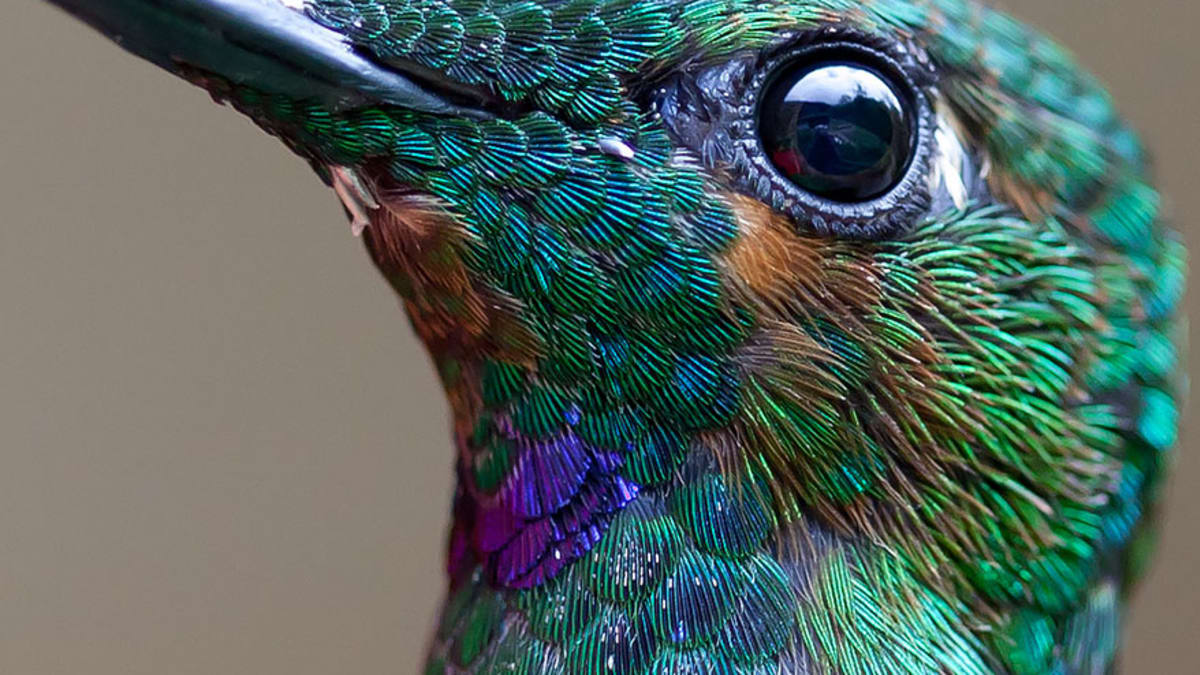 Kolibřík zelenotemenný (Heliodoxa jacula) Green-crowned Brilliant