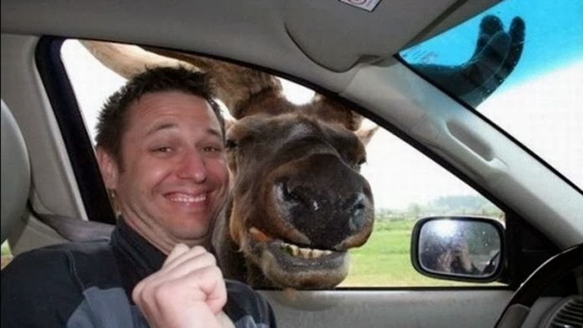 Vaše selfies se zvířaty