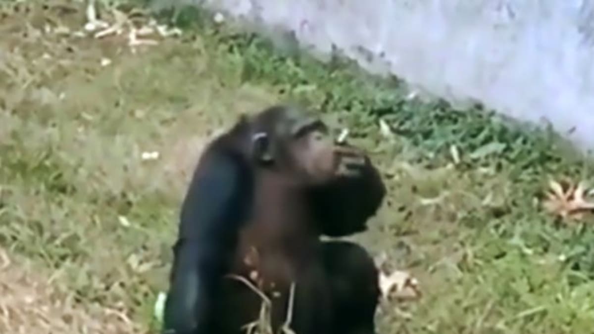 Šimpanz kouří cigaretu v zoo