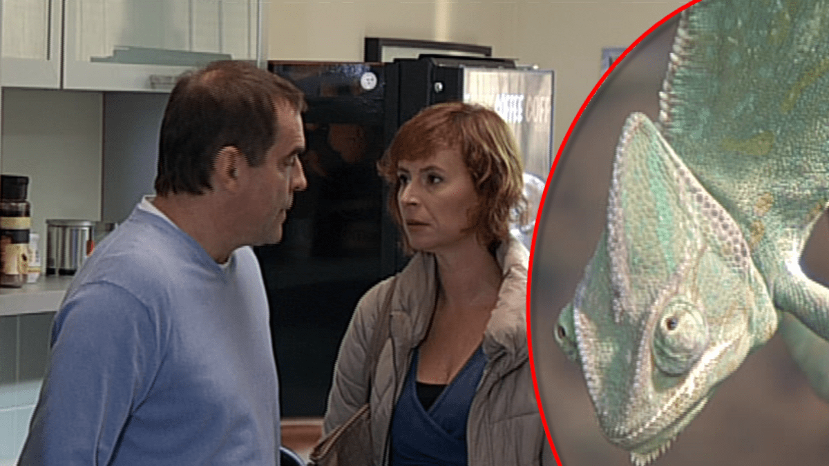 Jednou ze živých rekvizit seriálu Cesty domů je i tento chameleon
