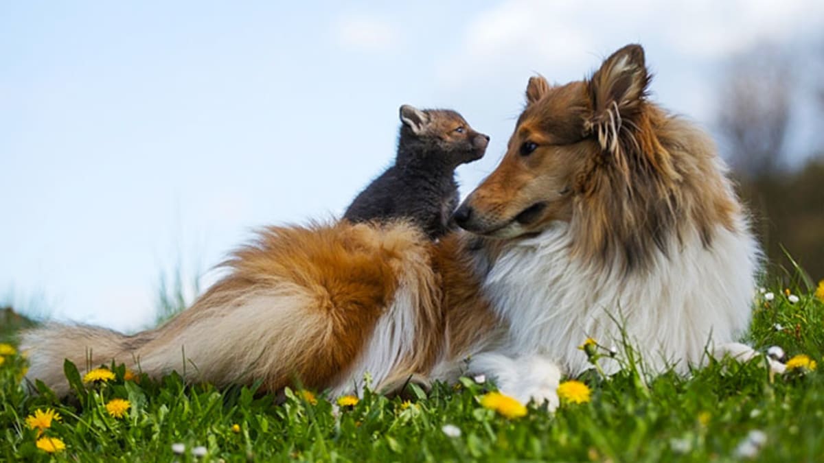Lassie a její Dinozzo