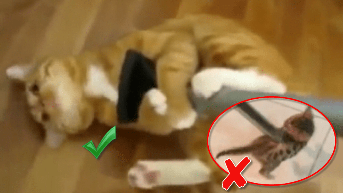 video Divácké zprávy: Chudák koťátko, malem ho vyluxovali!