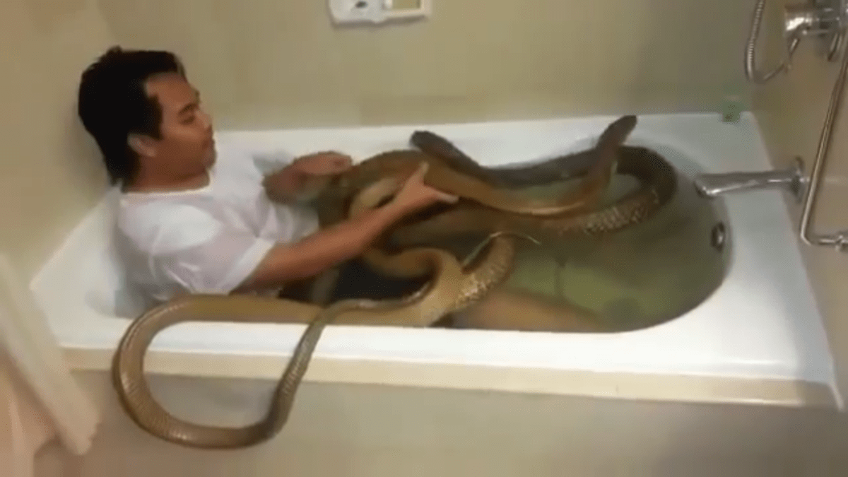 Brrrr, děsivá koupel s hady je pro něj normální