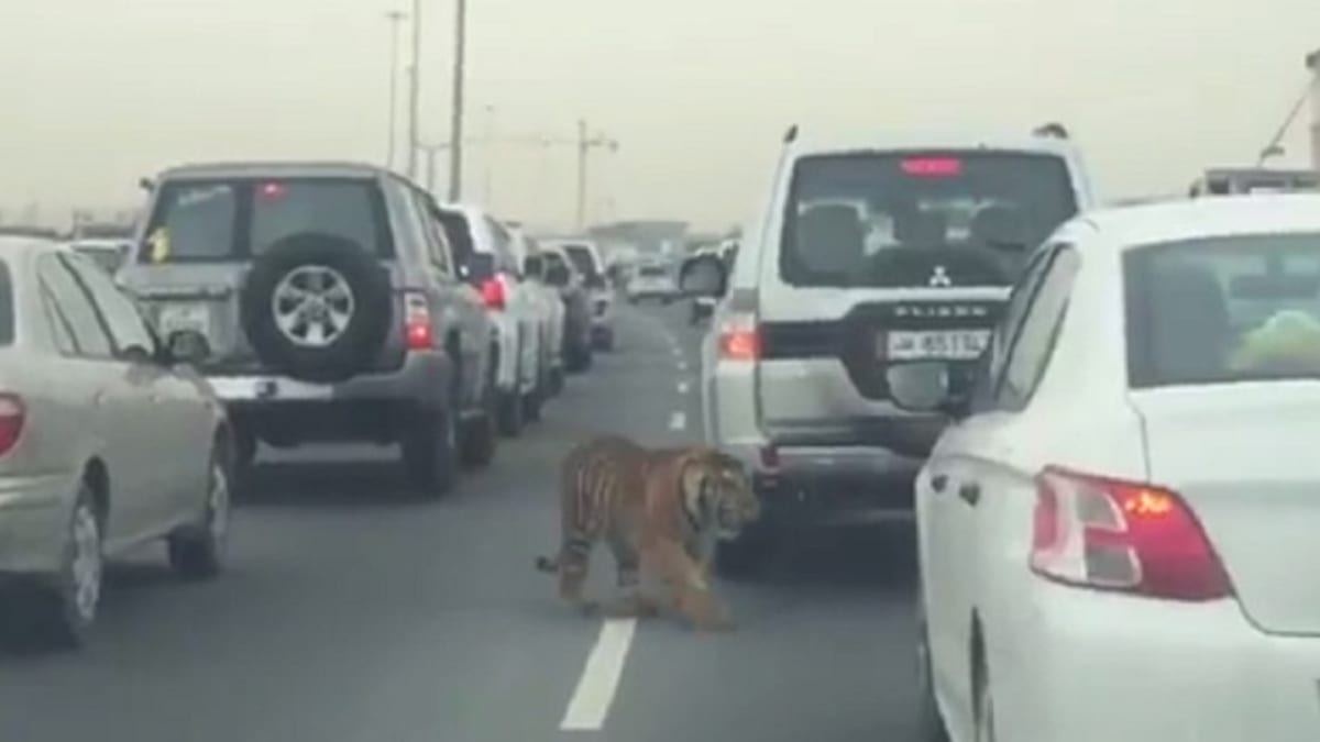 Ze ZOO uprchl tygr! Takhle se procházel v dopravní zácpě