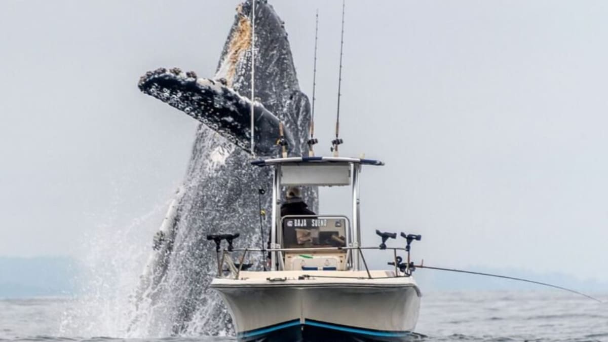 Obří velryba vyskočila z vody těsně za rybářem v loďce 2