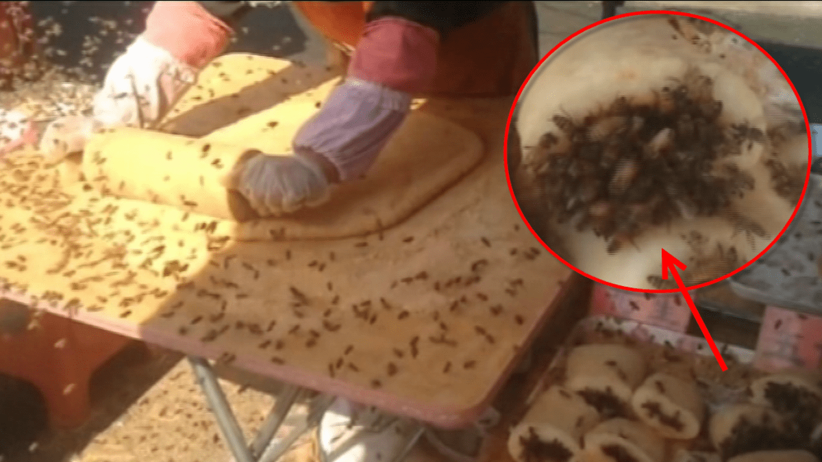 video Divácké zprávy: Tak na tuhle lahůdku opravdu chuť nemáme. Včely mají ovšem jiný názor...