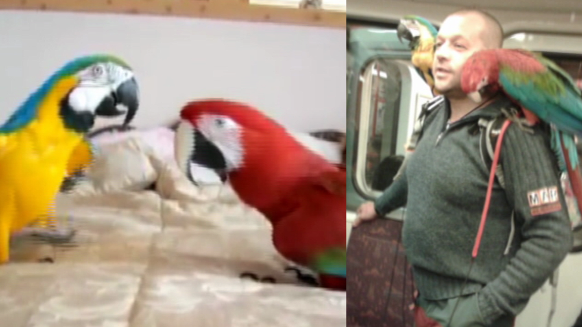 video Divácké zprávy: Brát si papoušky do postele, nebo do metra? To je tedy otázka...!