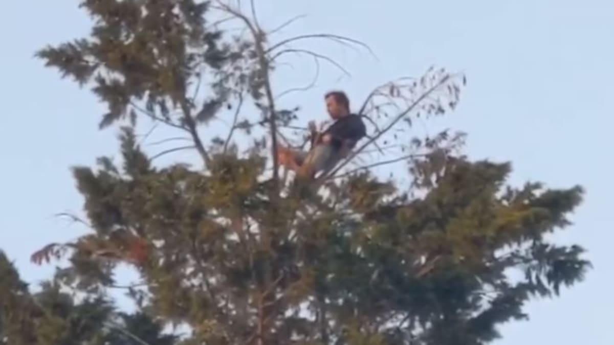 Muž na stromě  2