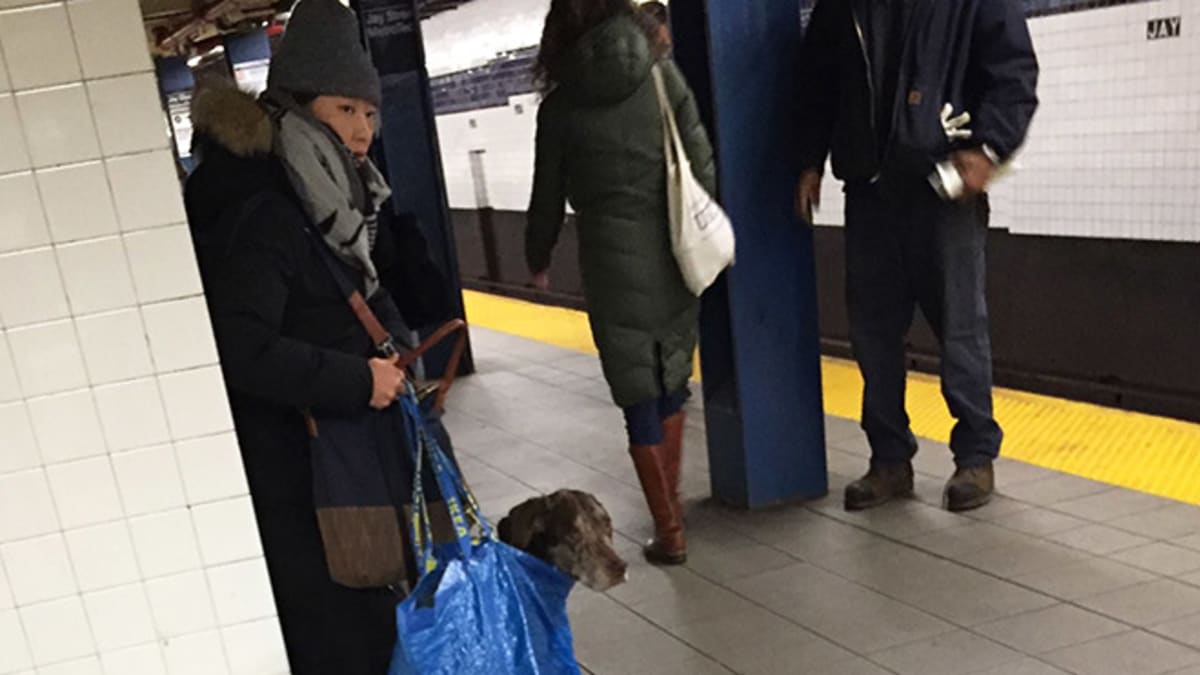 Pejskaři geniálně obešli zákaz psů v metru 1