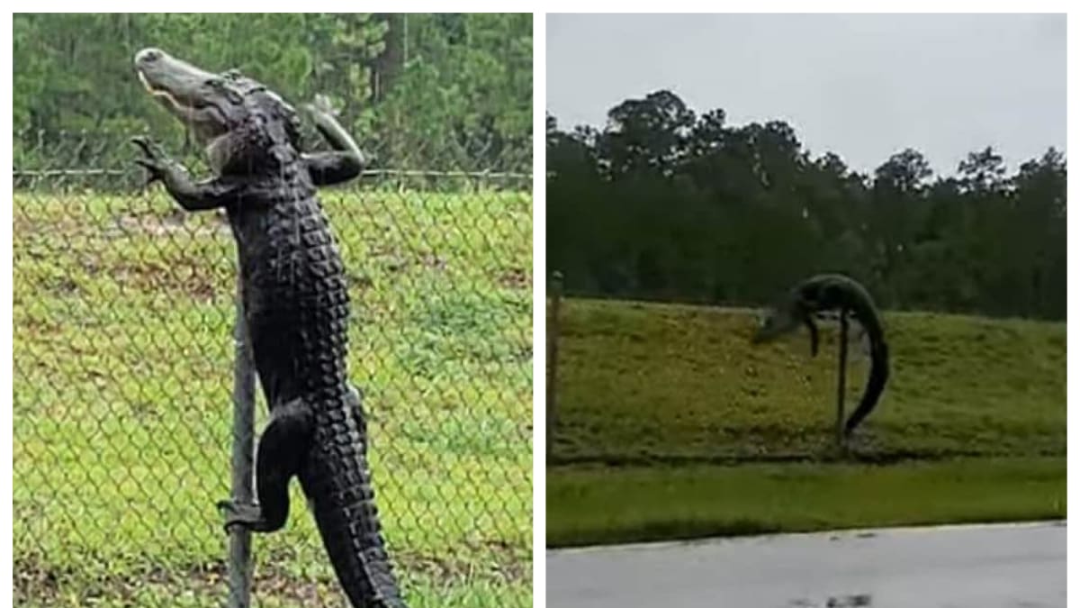 Obří aligátor šplhá přes plot