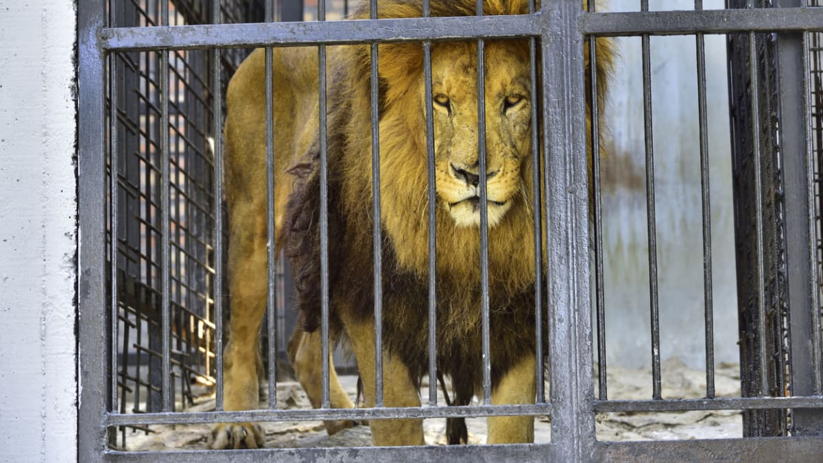 Lvi chovaní v zajetí 1