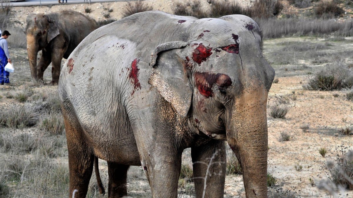 Tragická nehoda při níž zahynul slon