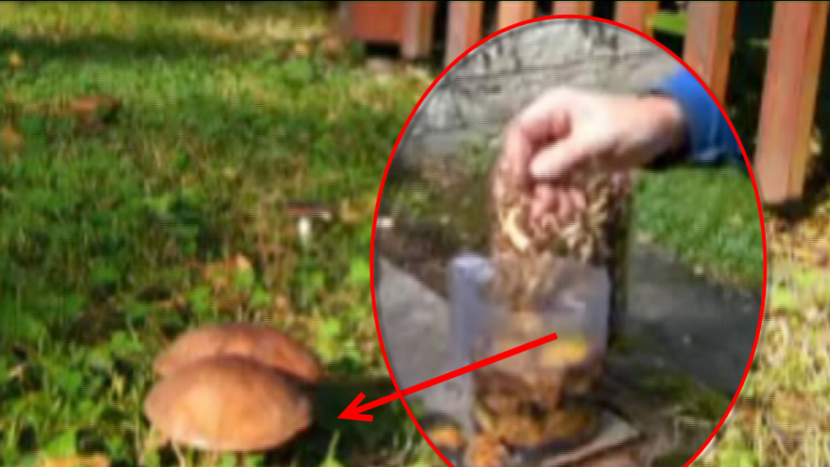 video Divácké zprávy: Tak tenhle návod na pěstování hub snad ani radši nezkoušejte...