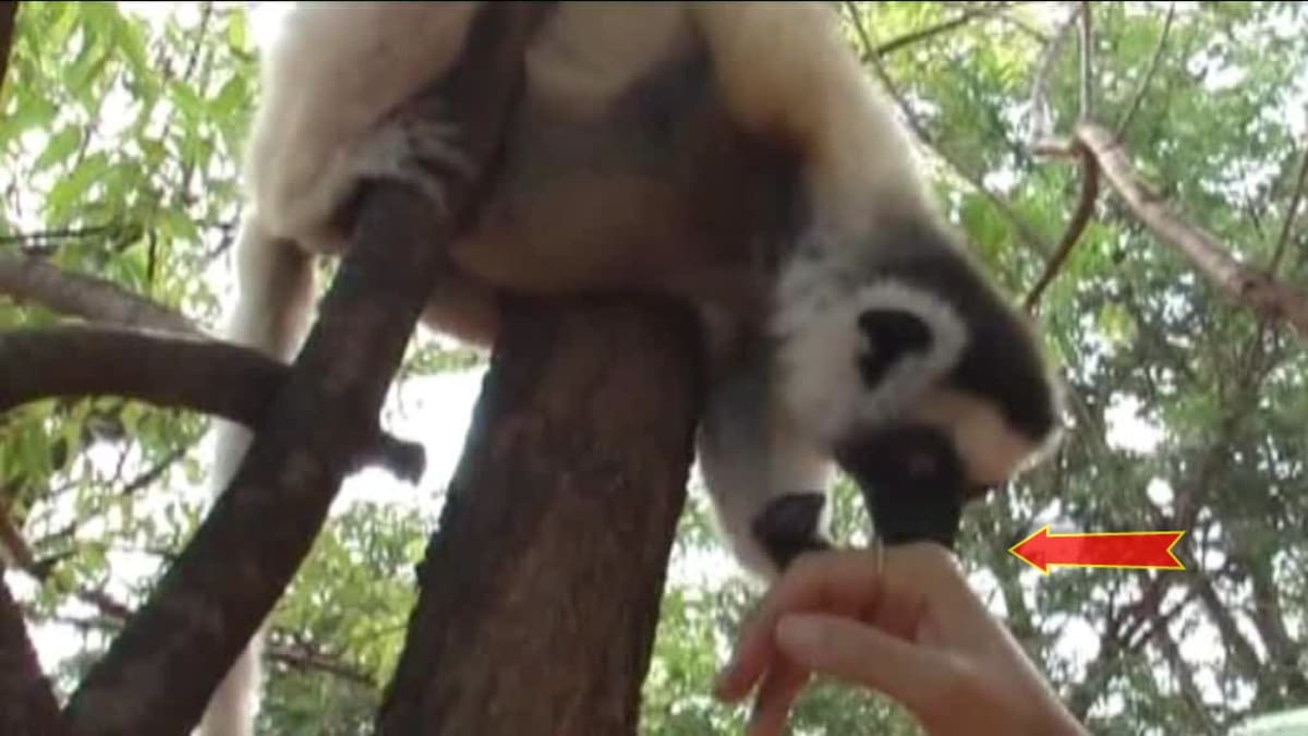 Video Divácké zprávy: Tenhle lemur je opravdový gentleman!