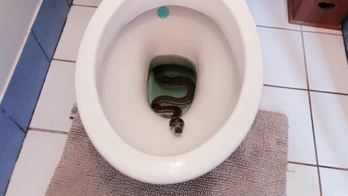 Rodina našla hada v záchodě 2