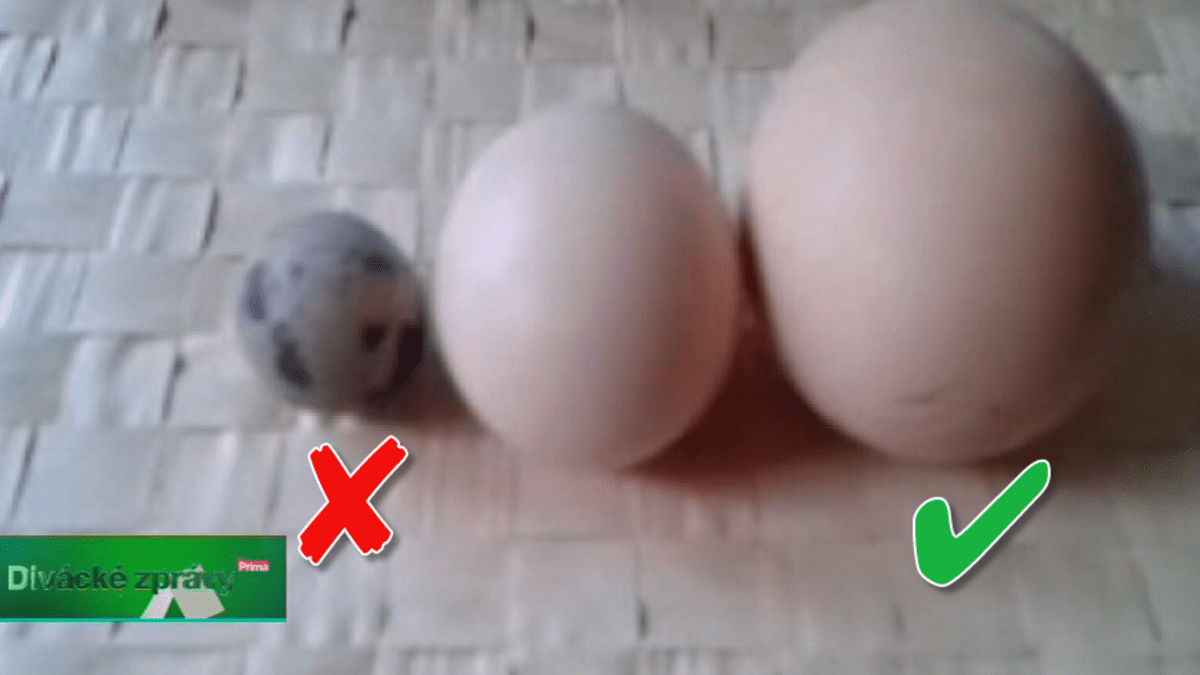 video Divácké zprávy: Není vejce jako vejce. Které si chcete vykoledovat na Velikonoce vy?