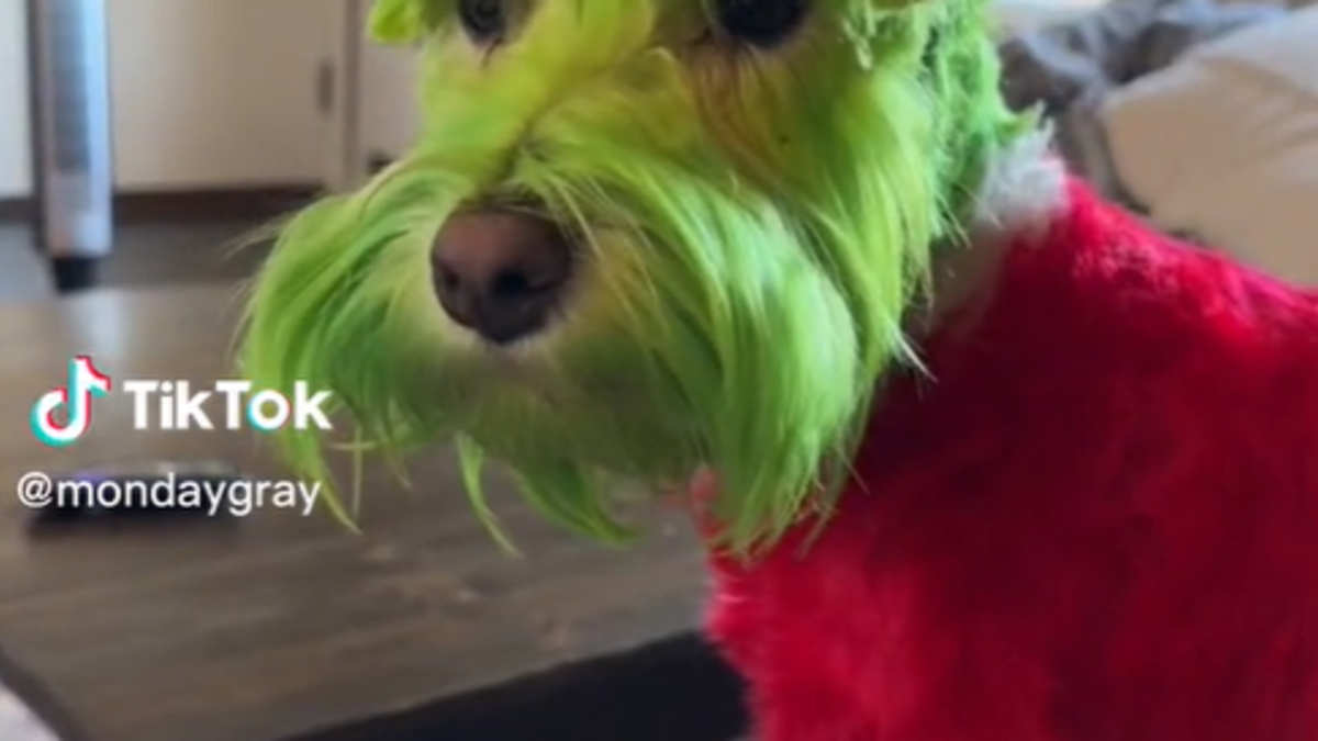 Tiktokerka nabarvila psa na zeleno