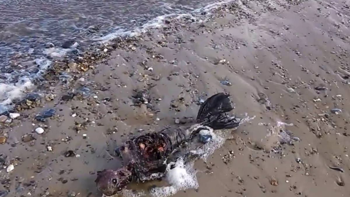 Na pláži v Británii se objevila mrtvá mořská panna!