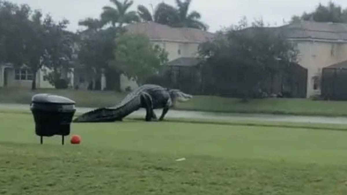 Obří aligátor na golfovém hřišti 1