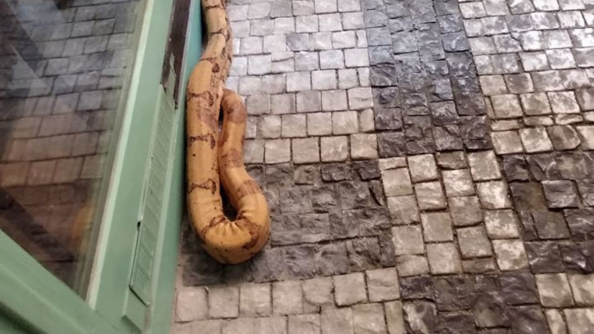 Obrovský had vyděsil lidi v Praze 1