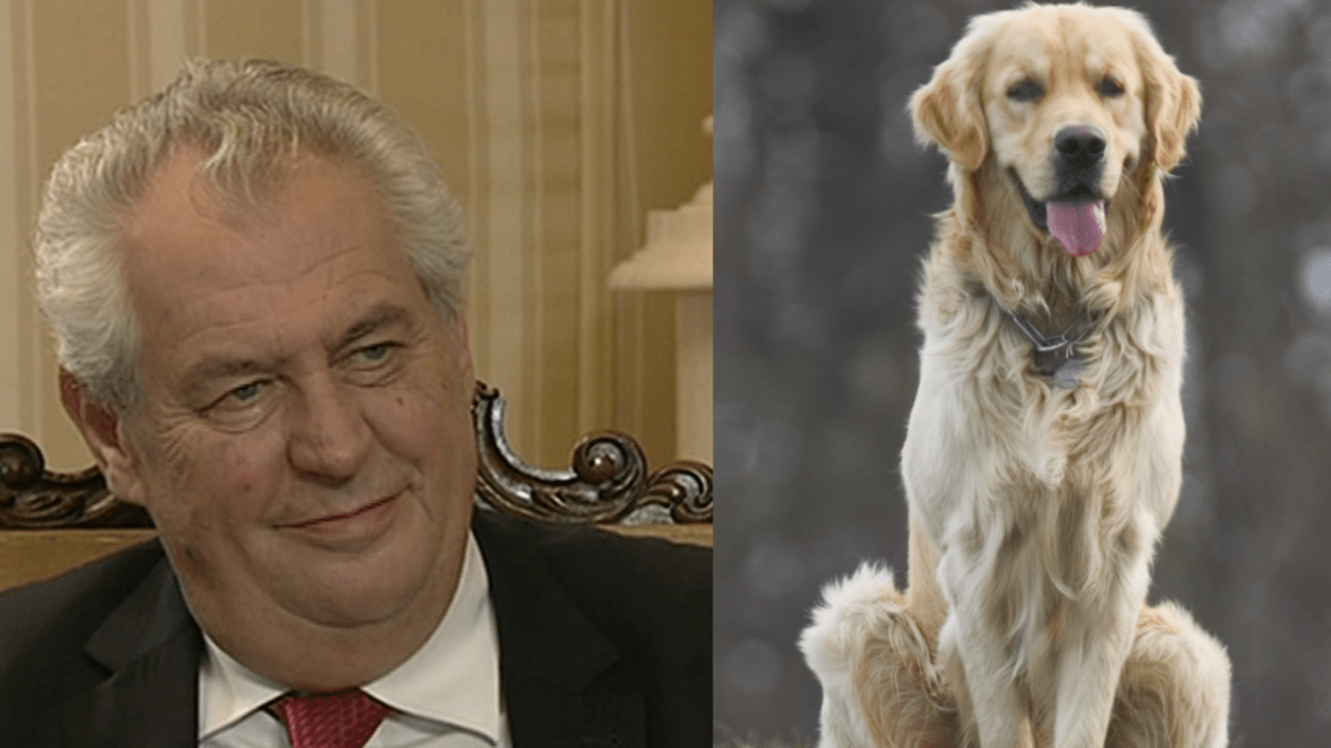 Video VIP zprávy: Prezident Zeman má trable se psem