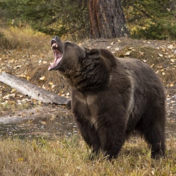 Medvěd hnědý na Aljašce