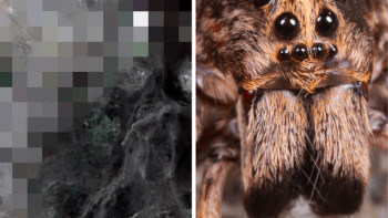 FOTO: Tohle na zahradě mít nechcete! Hladoví pavouci dali síly dohromady a vytvořili megapavučinu...