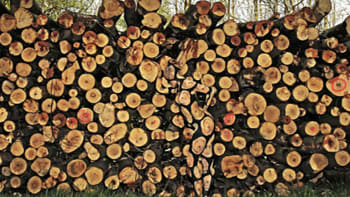 FOTO: Najdete NAHOU ženu mezi kládami dřeva? Její křivky dokonale splývají s pozadím…