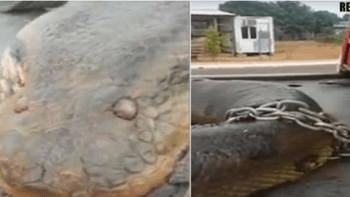 VIDEO: Největší had na světě!? Dělníci objevili na stavbě toto obří monstrum, které by snědlo i slona!