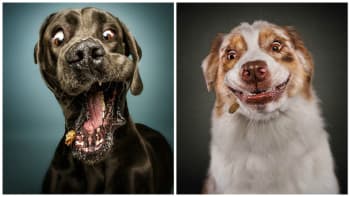 GALERIE: 15 supervtipných výrazů psů, kteří se snaží chytit pamlsek. Takhle se tváříte vy před obědem!